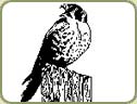 kestrel image