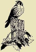 kestrel image