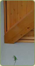 a gecko crawls near a;laskan yellow cedar