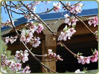 Beams and flowers image