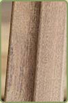 detail of western red cedar weathered beam and sealed siding on the back