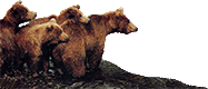 Bear Creek Lumber Logo