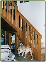 douglass fir staircase