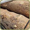 PEELED LOGS IMAGE
