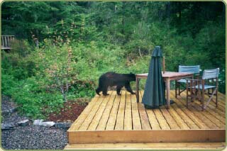 picture sent by a customer with a bear on his wrc deck