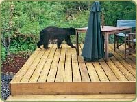 a bear on a deck
