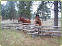 douglas fir peeled posts fence