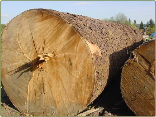 englemann spruce logs before beeing peeled