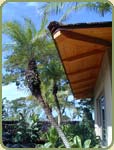 yellow cedar image