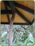 yellow cedar image