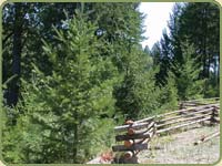 rail fencing