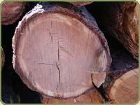 four inch logs