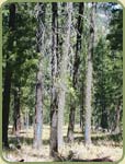 trees marked for thinning
