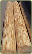 ten inch diameter peeled logs