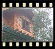 red cedar shingles