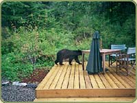 black bear on deck