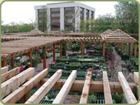 red cedar rough cut timbers used for a nursery center