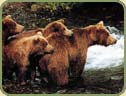 image of bears in a creek